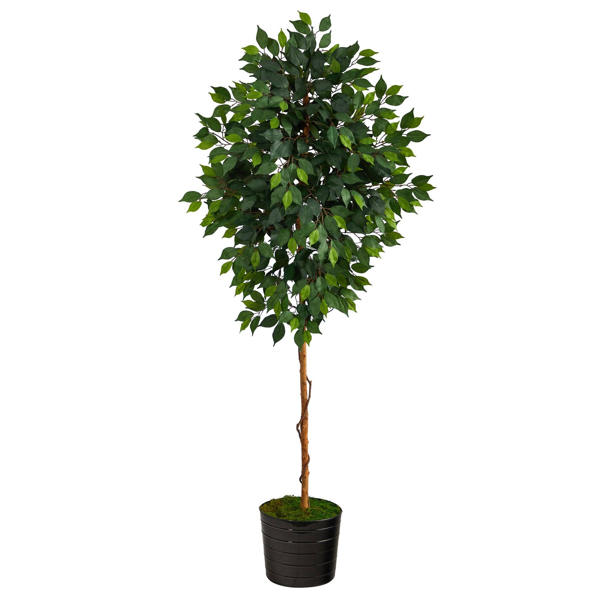 Faux Ficus Tree in Black Planter, 74”