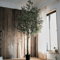 Tall Olive Tree 118"