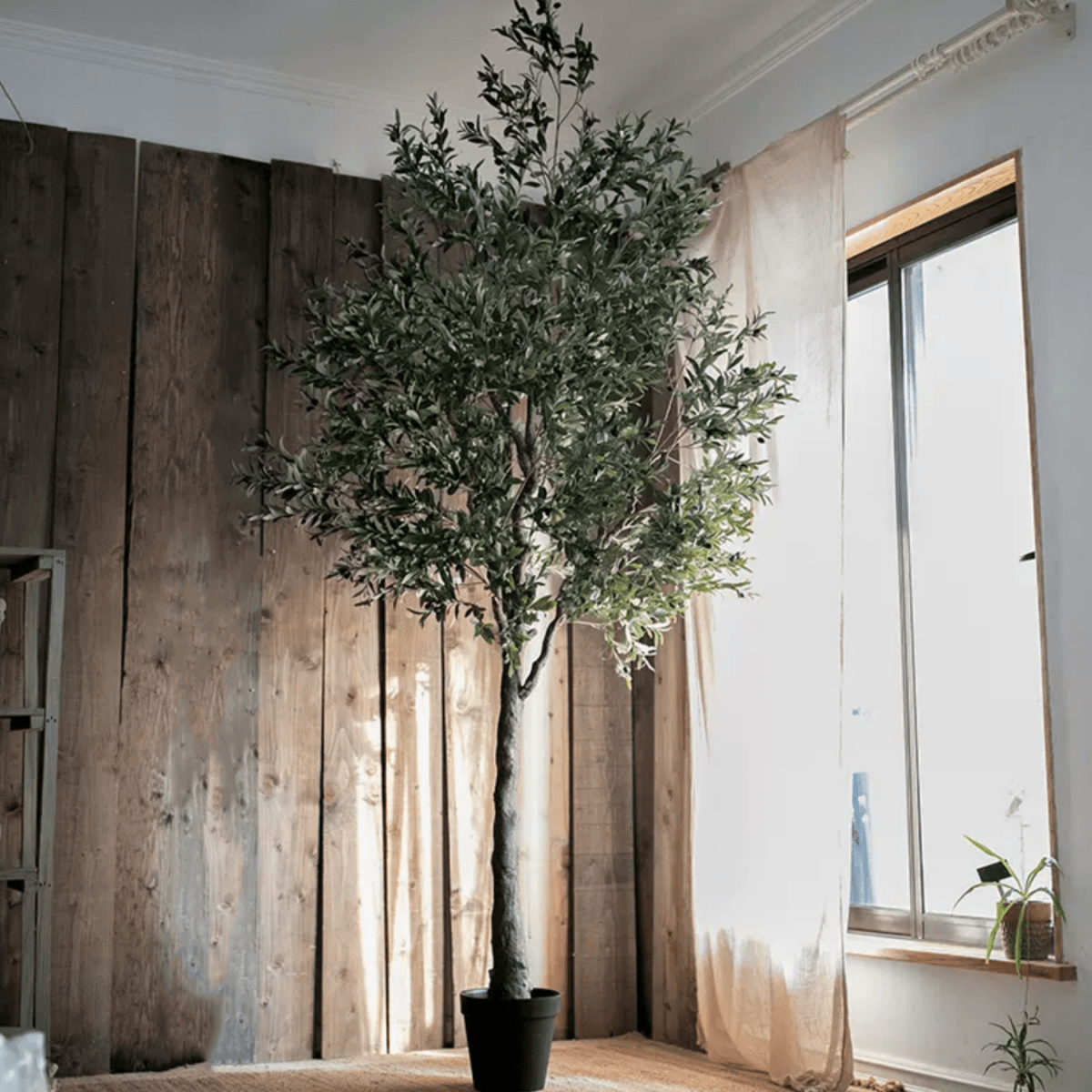 Tall Olive Tree 118"