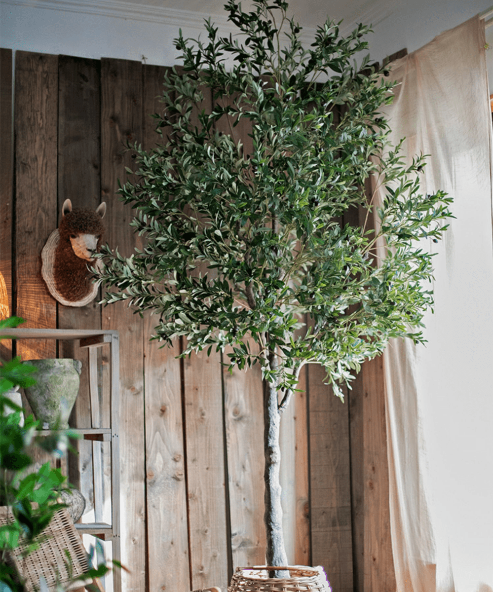 Tall Olive Tree 118"