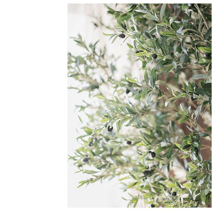 Tall Olive Tree 118"