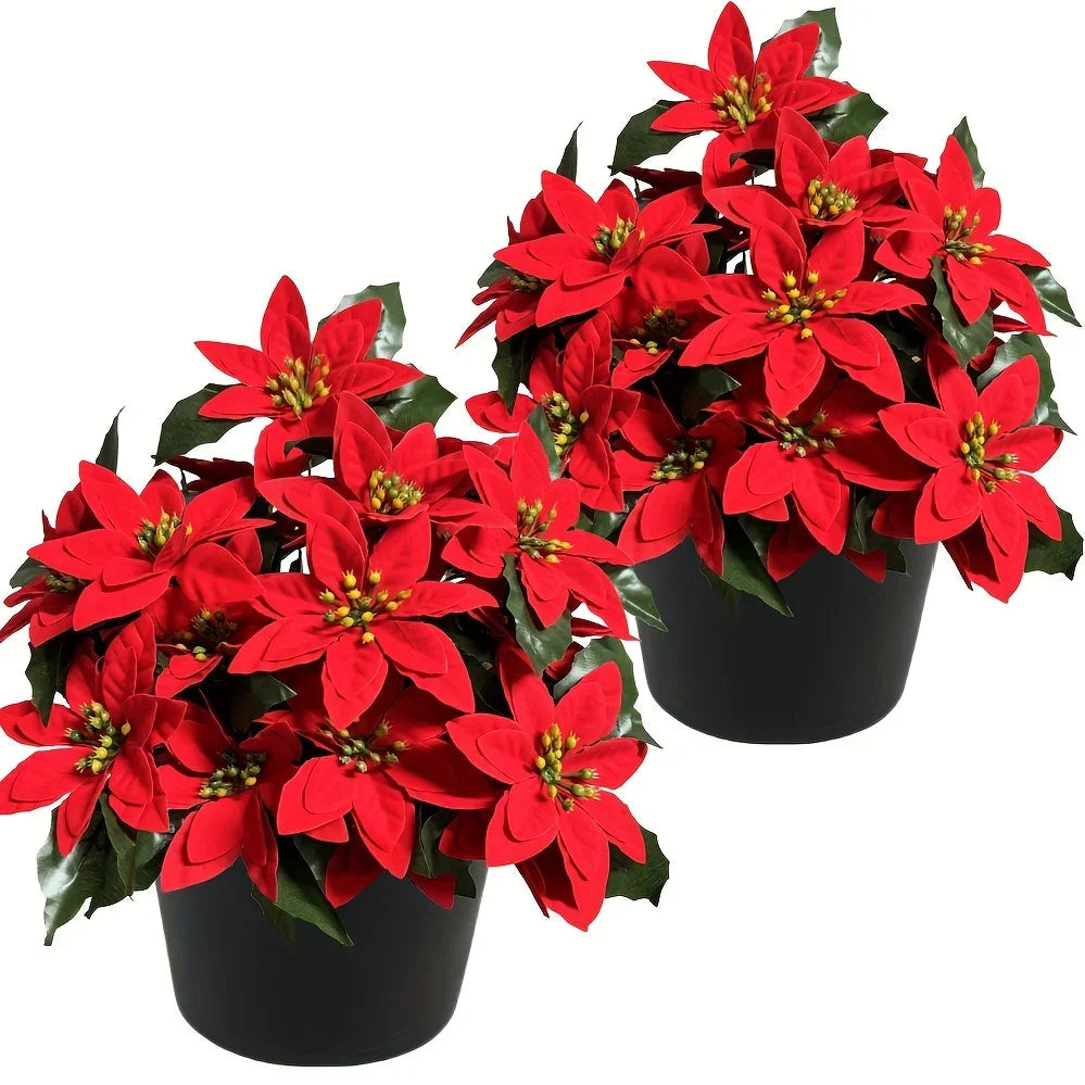 Red Poinsettia Plants for Christmas Decor