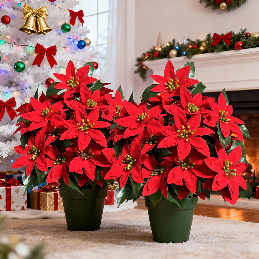 Red Poinsettia Plants for Christmas Decor