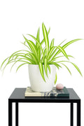 Premium Artificial Plant for Shelf Décor