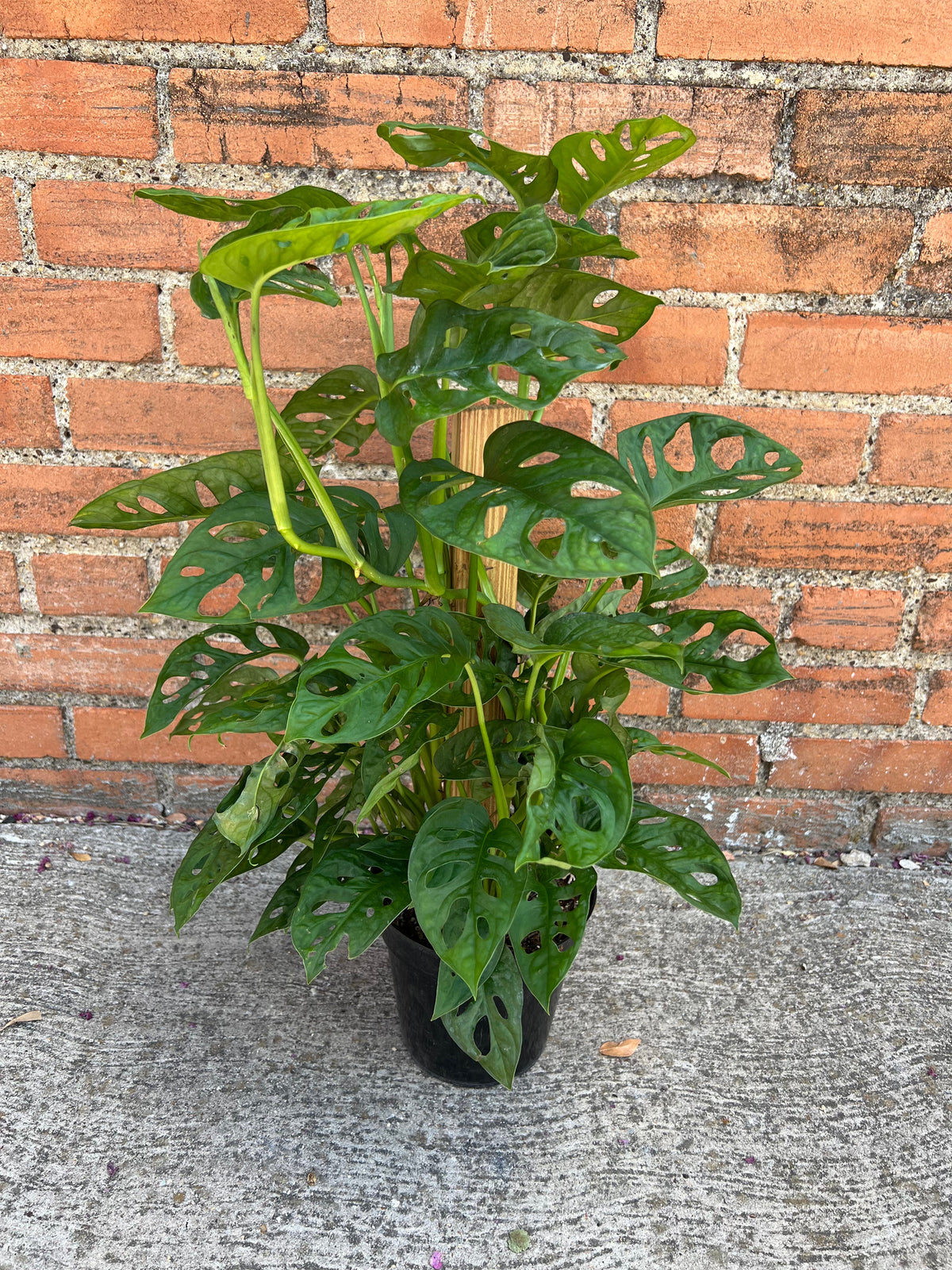 Monstera Adansonii